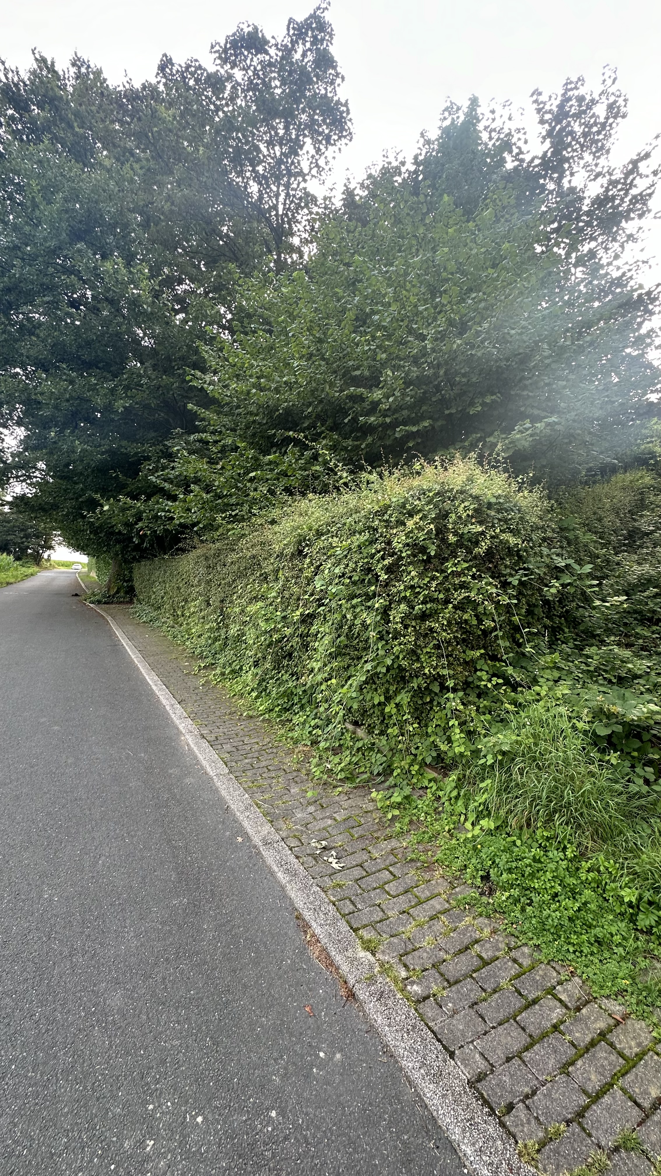 Vorher 1